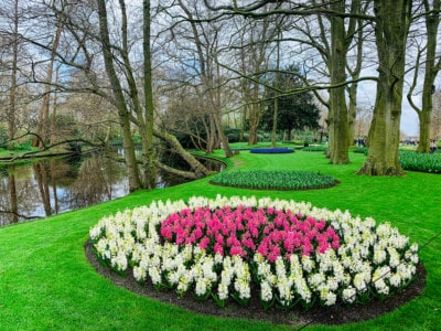 A circle of pink and cream flowers alongside the river at Keukenhof