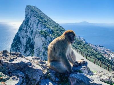 One of the moneys you can see on the rock of Gibraltar - you can see these on a short break to Gibraltar