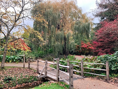 The colourful trees and a small bridge at Savill Garden