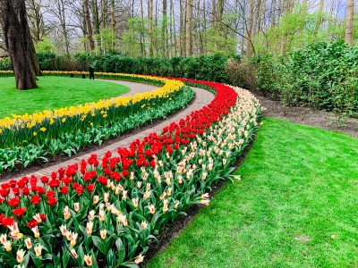 Circular stripes of colourful flowers at Keukenhof Gardens - see these when you visit Keukenhof 2022