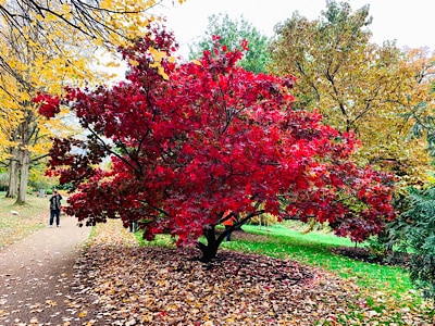 A beautiful red tree at Savill Garden - see this on your day trip to Windsor