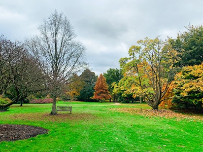 The trees in Saville Garden - visit this garden on a day trip to Windsor