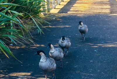Some birds wandering along a path at the London Wetland Centre