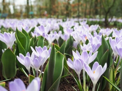 White crocuses