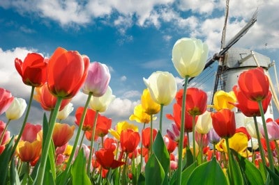 Coloured tulips