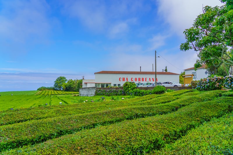 The Cha Gorreana tea plantation