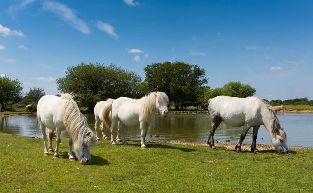 New Forest ponies in front of a lake