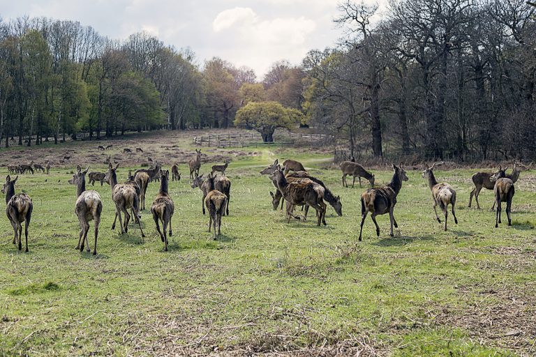 London: Top things to do in Richmond Park