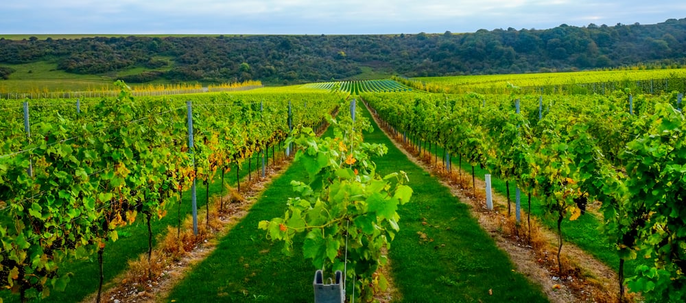 A sussex vineyard