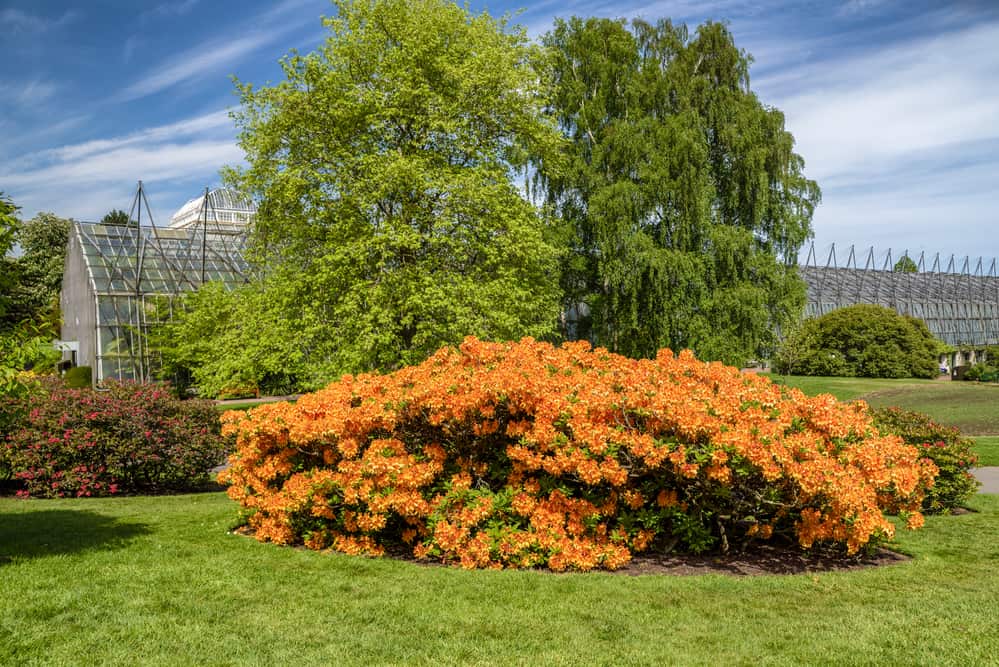 Blooming flowers in the Royal Botanic Garden in Edinburgh