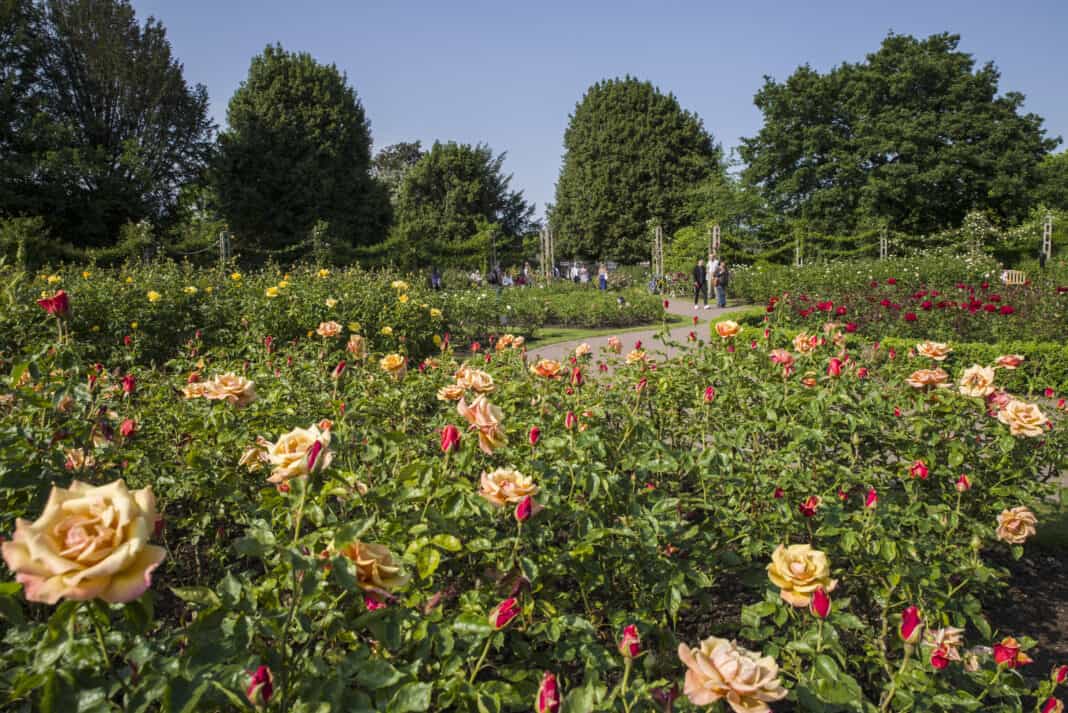 The Rose Garden in Regent's Park